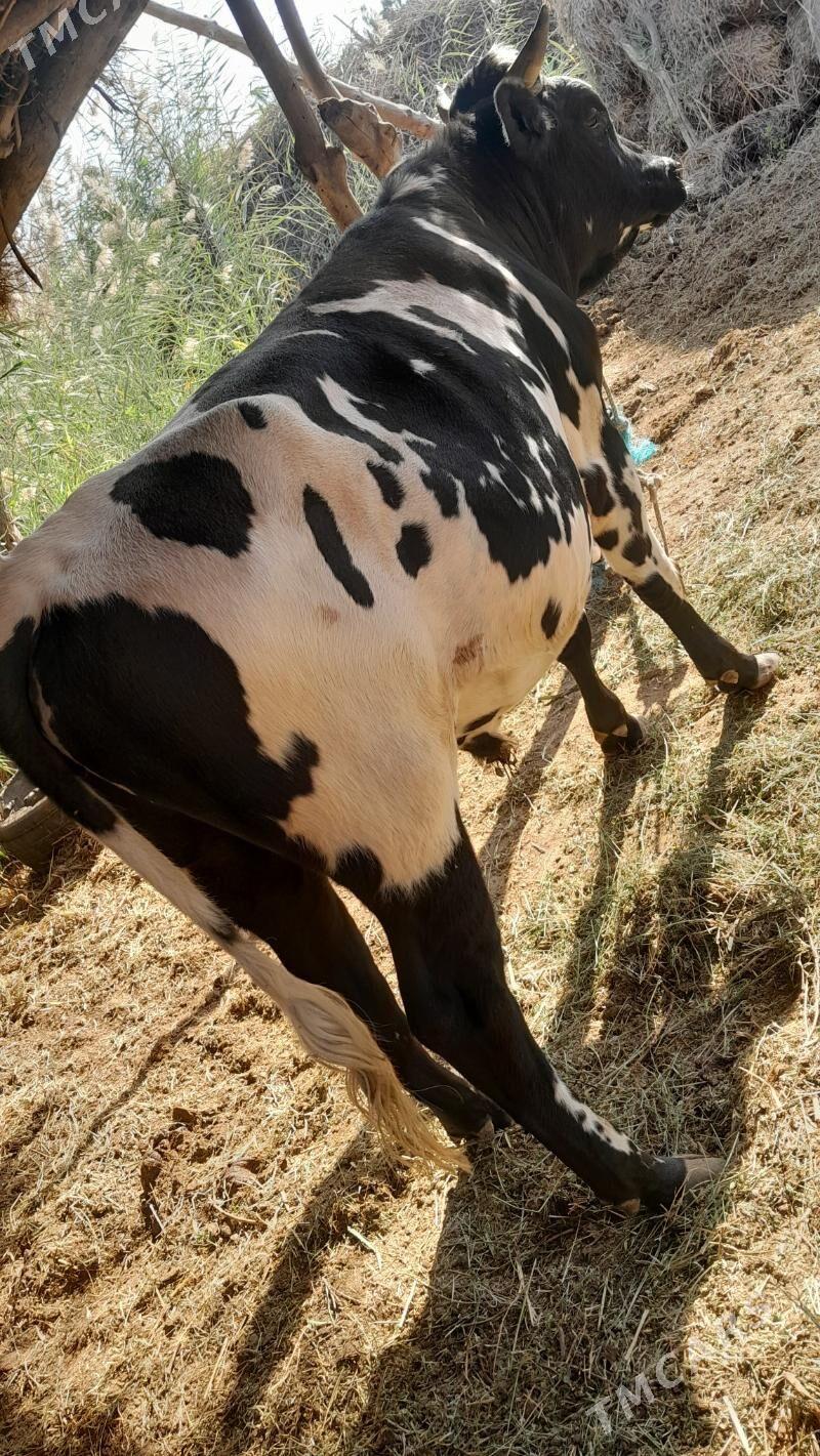 Ala okuz howre un bolyar - Сакар - img 1