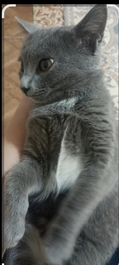 Котёнок британской породы - Туркменабат - img 2