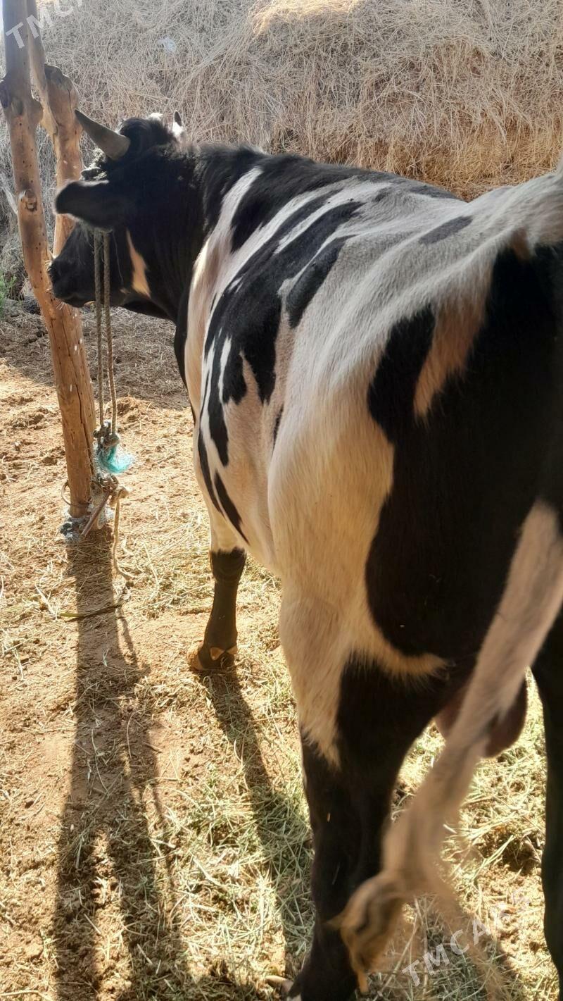 Ala okuz howre un bolyar - Сакар - img 3