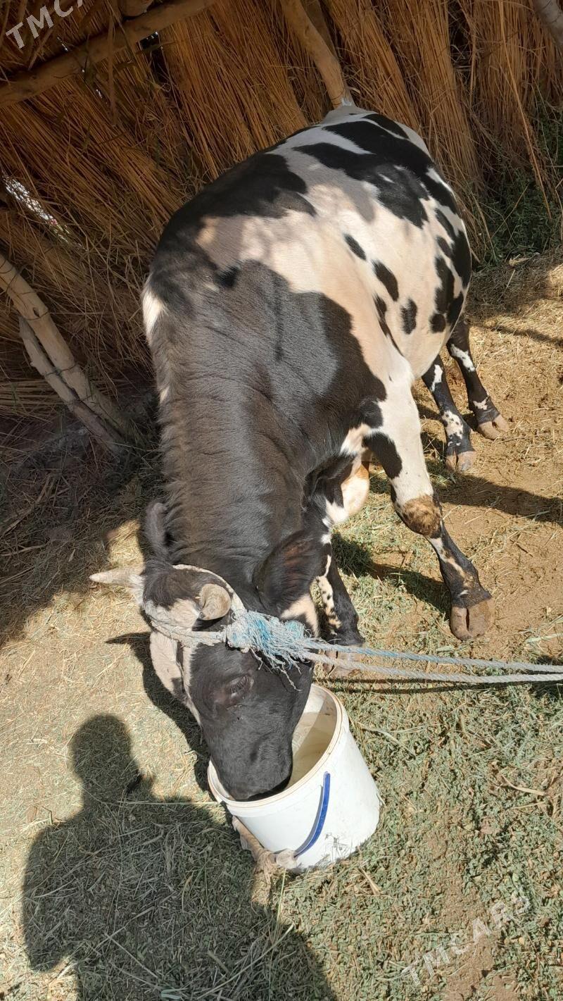 Ala okuz howre un bolyar - Сакар - img 2