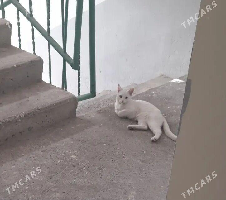 В добрые руки - Мир 4 - img 2