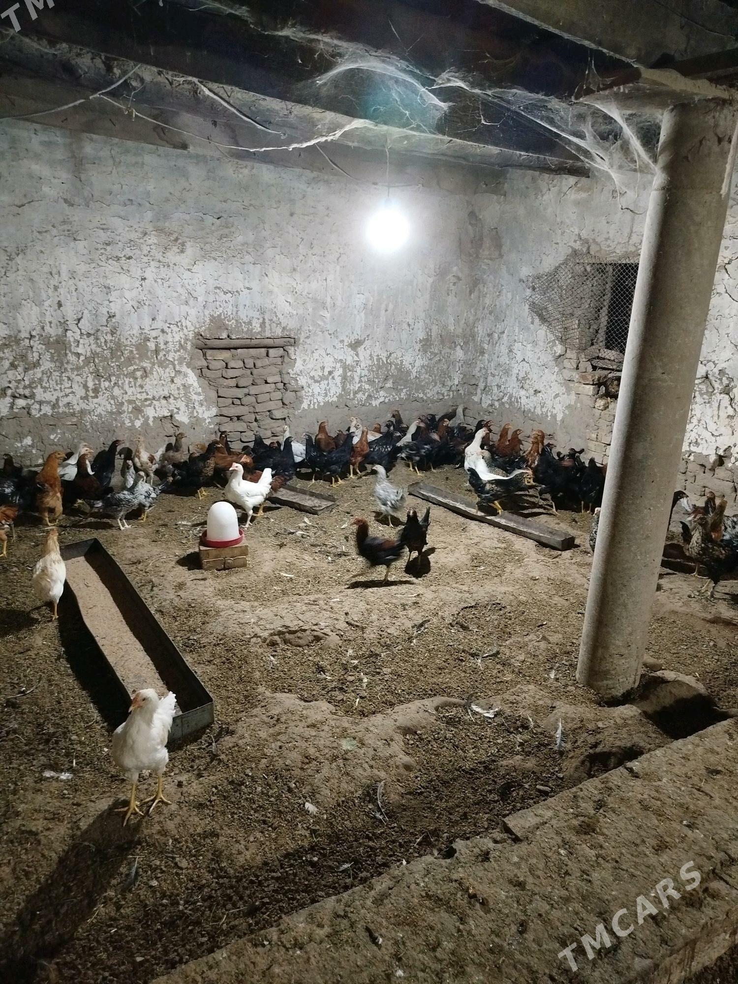 Horaz - Мургап - img 2