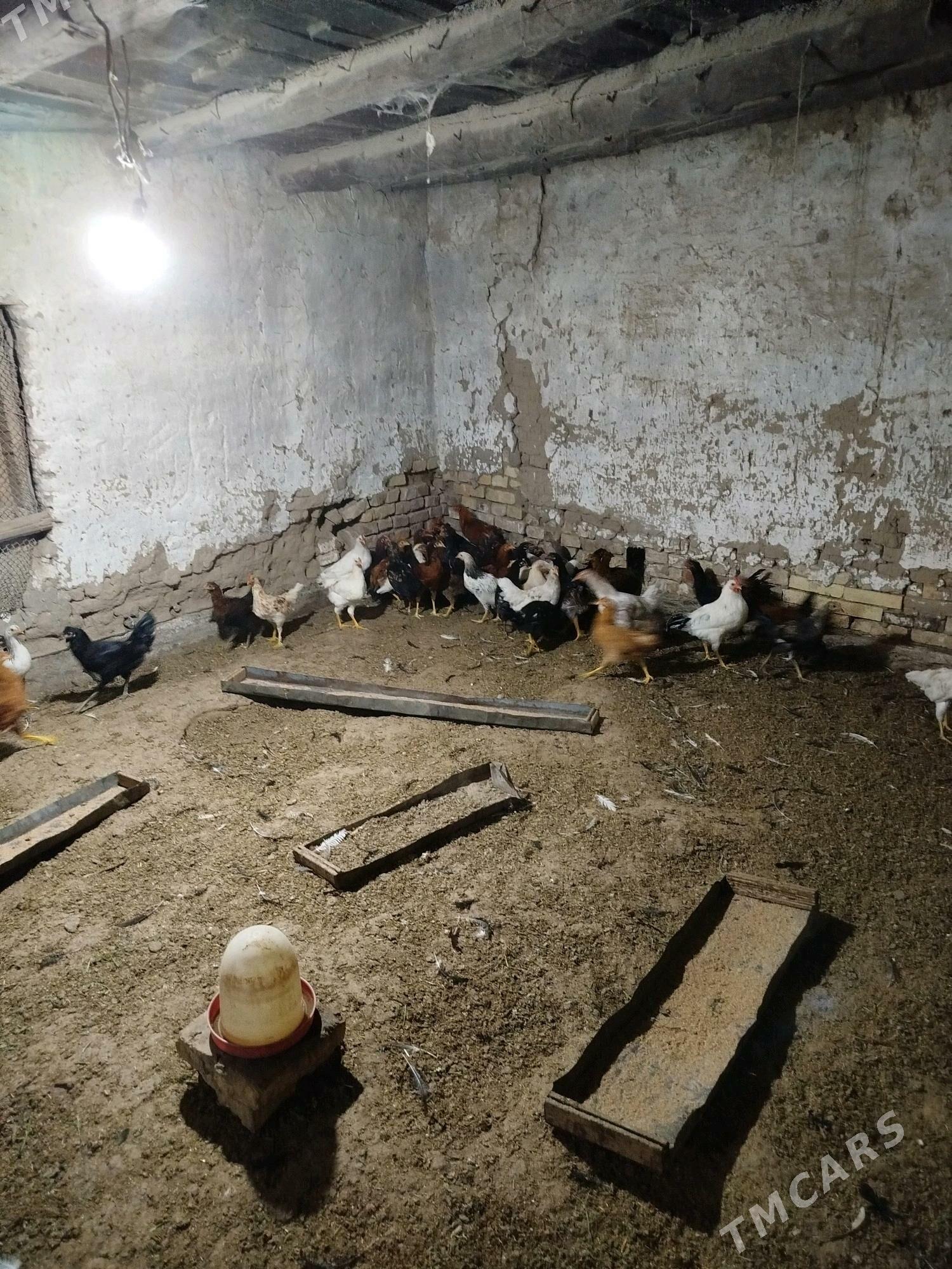 Horaz - Мургап - img 3