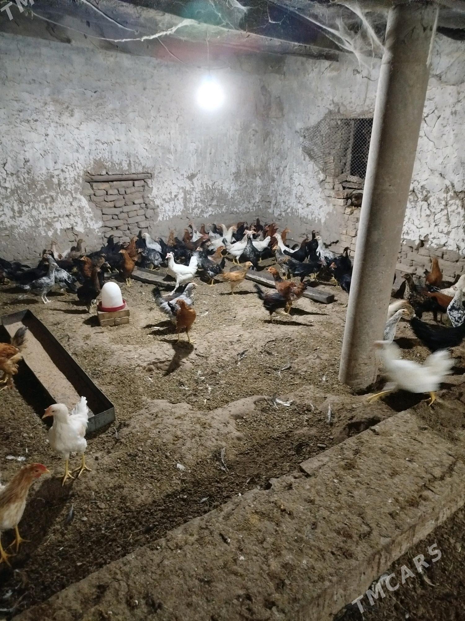 Horaz - Мургап - img 1