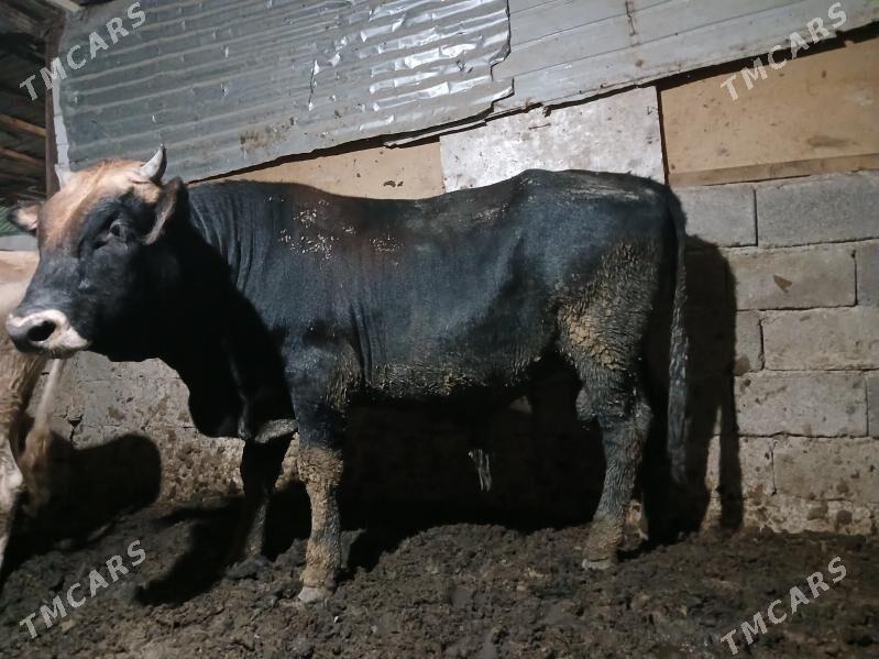 okuz - Büzmeýin - img 2