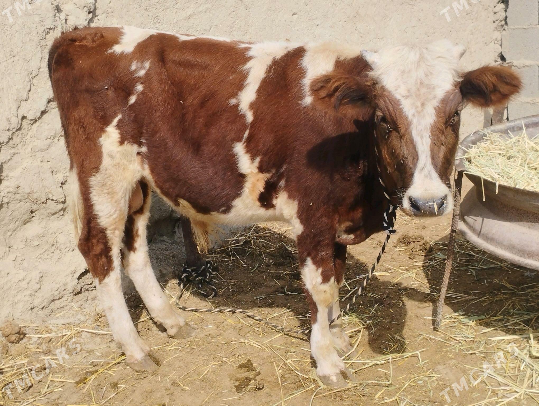 gbrit öküz - Бахарден - img 1