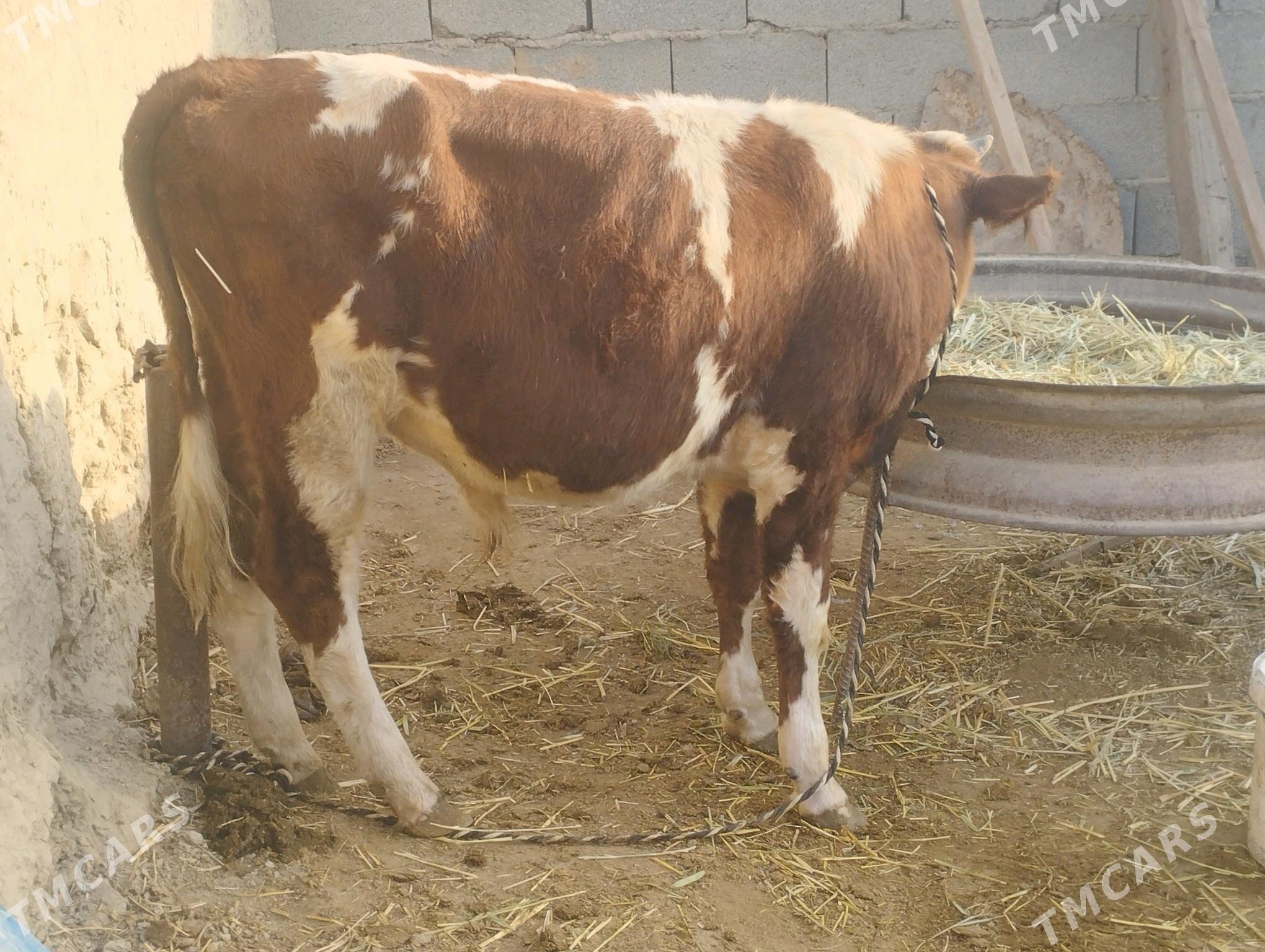 gbrit öküz - Бахарден - img 3