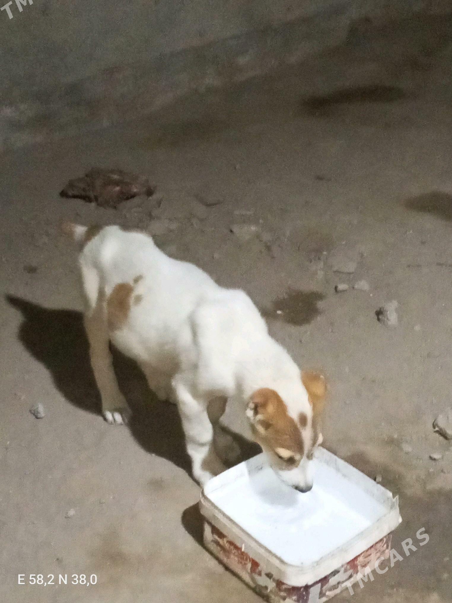 Turkmen - Aşgabat - img 1