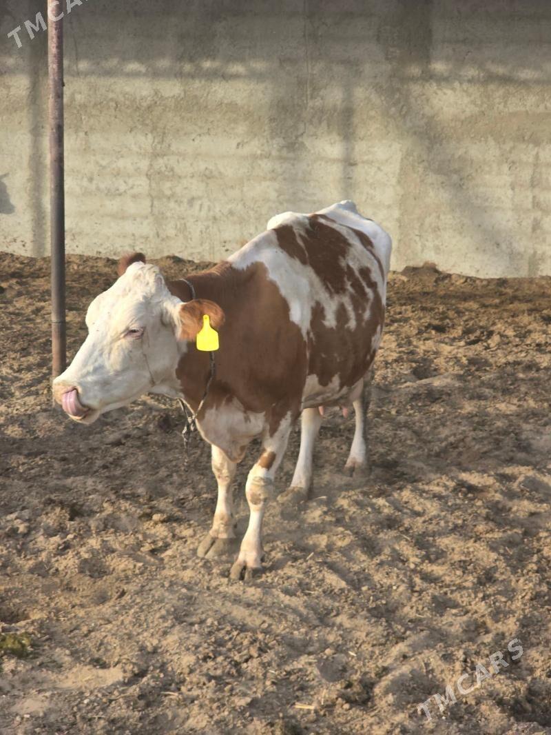 Simental Sygyr - Бахарден - img 2