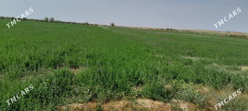 Getdar Yzum Yorunja - Гёкдепе - img 9