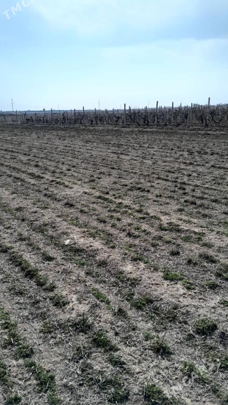 Getdar Yzum Yorunja - Гёкдепе - img 7