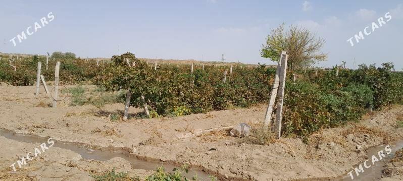 Getdar Yzum Yorunja - Гёкдепе - img 10