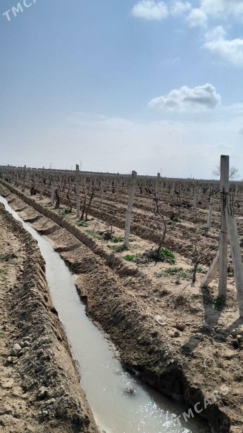 Getdar Yzum Yorunja - Гёкдепе - img 6