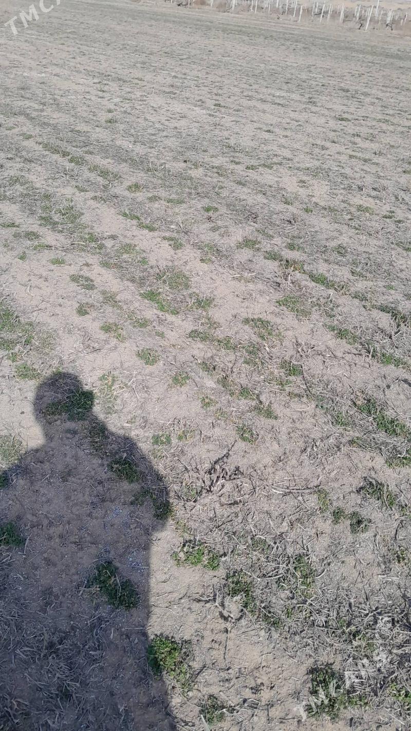 Getdar Yzum Yorunja - Гёкдепе - img 4