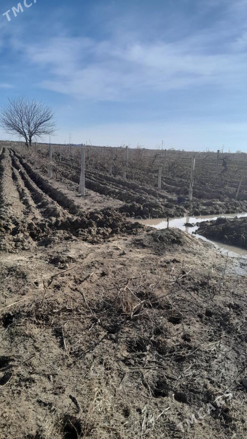 Getdar Yzum Yorunja - Гёкдепе - img 2