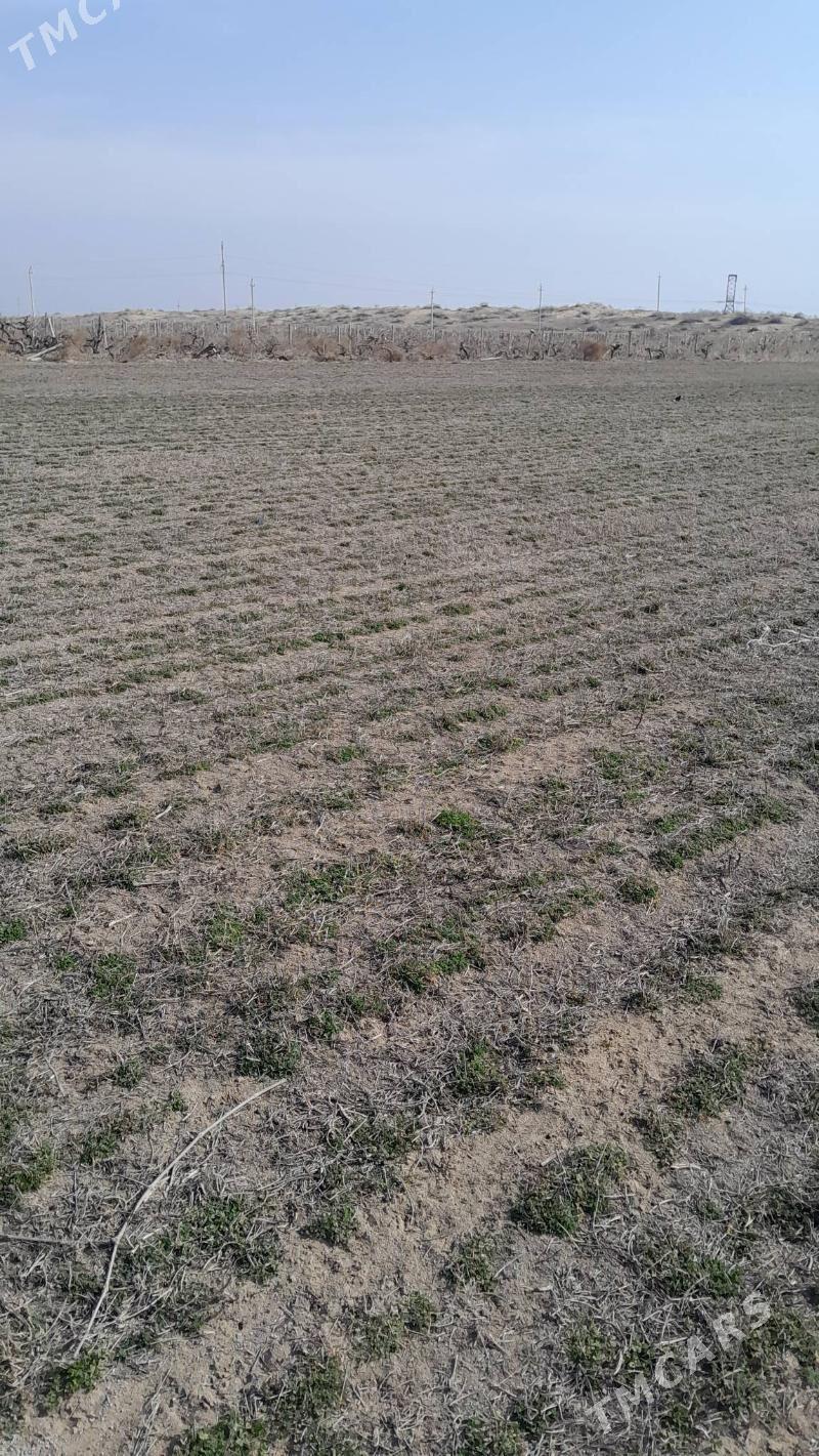 Getdar Yzum Yorunja - Гёкдепе - img 3