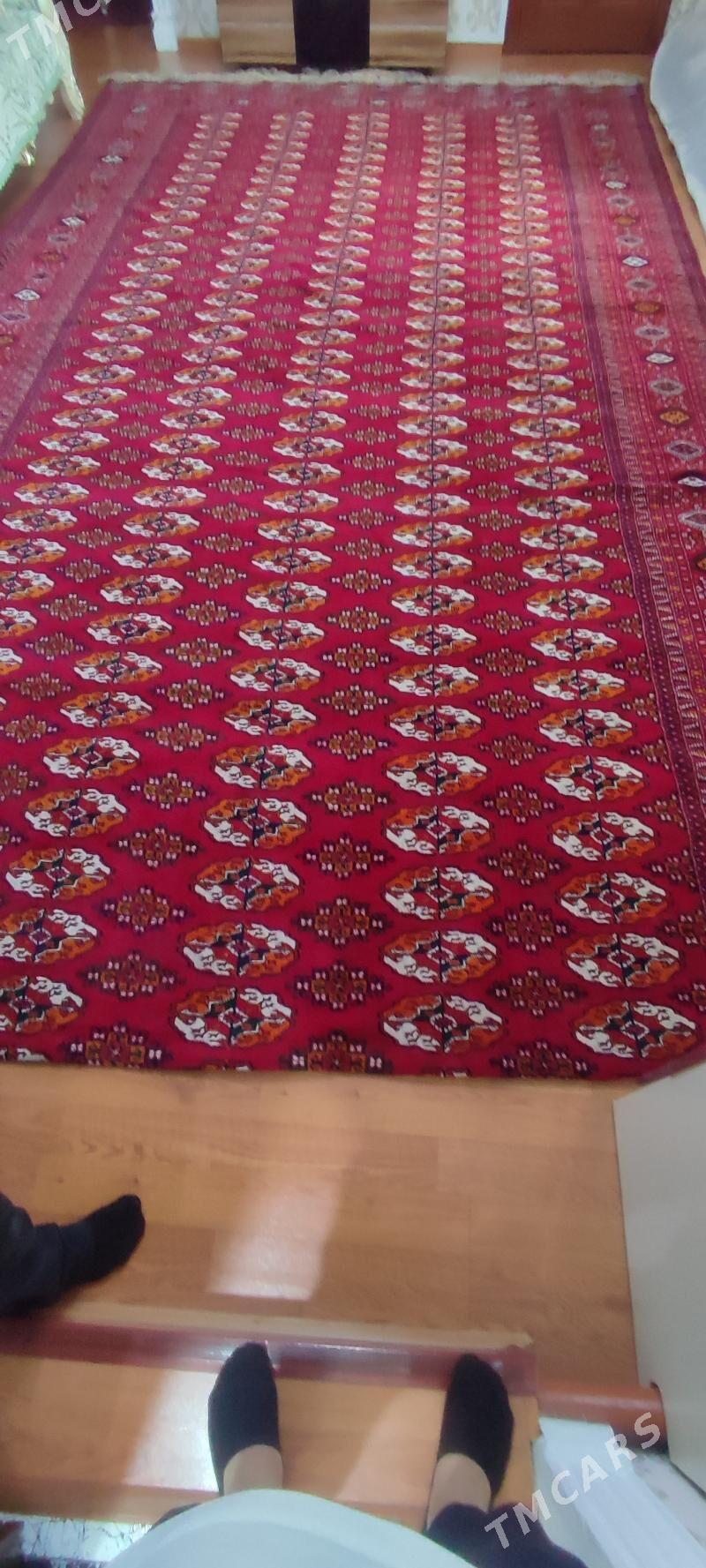 el haly - Bekrewe - img 2