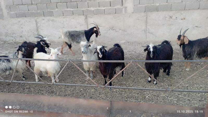 Tokly we çebiş - Gyzylarbat - img 1