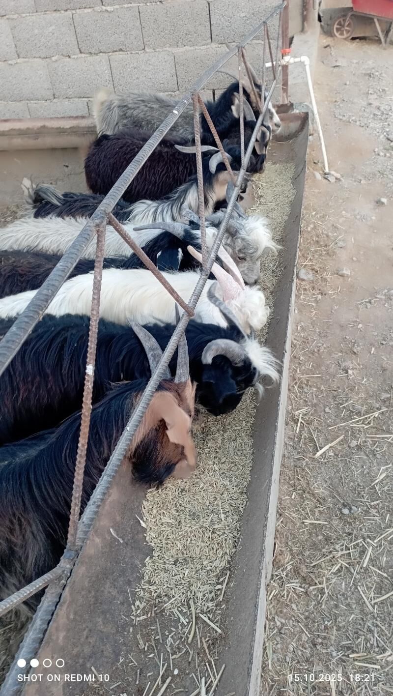 Tokly we çebiş - Gyzylarbat - img 3