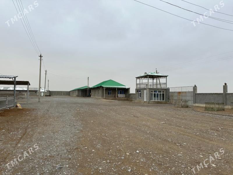 ferma - Gökdepe - img 1