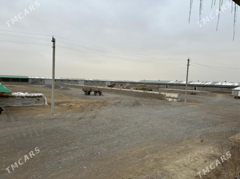 ferma - Gökdepe - img 5