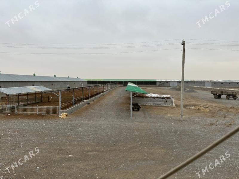 ferma - Gökdepe - img 2