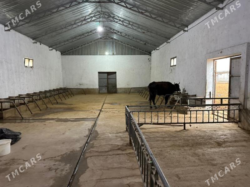 ferma - Gökdepe - img 6