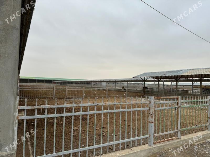 ferma - Gökdepe - img 8