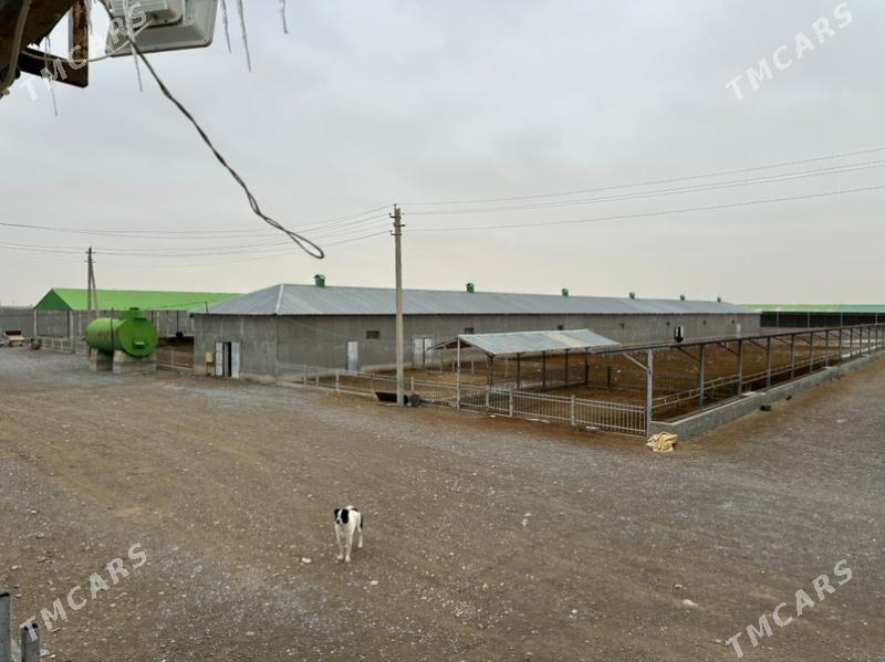 ferma - Gökdepe - img 7