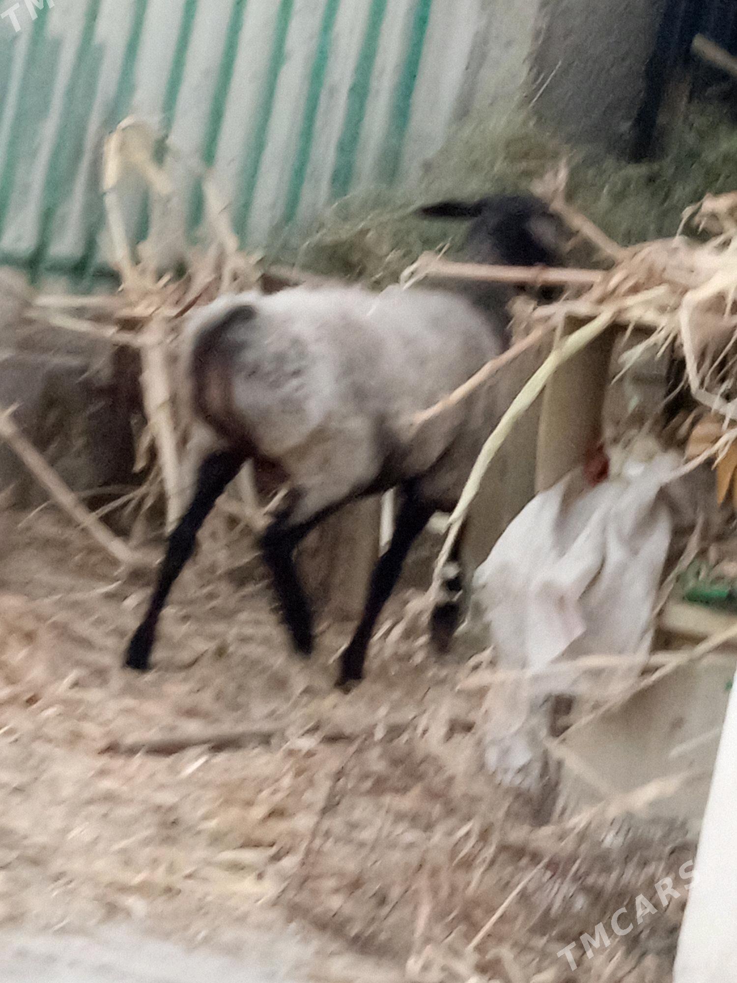 GYSAR TOKLY. - Aşgabat - img 1