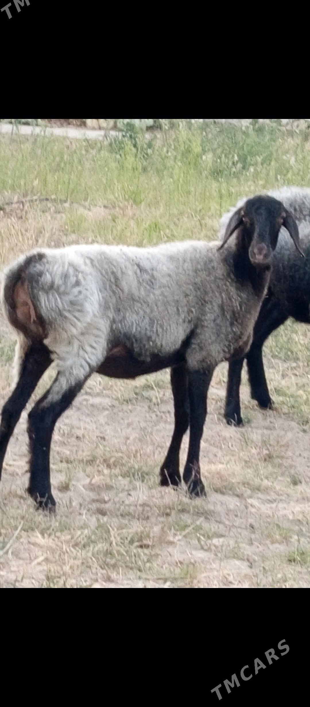 GYSAR TOKLY. - Aşgabat - img 2