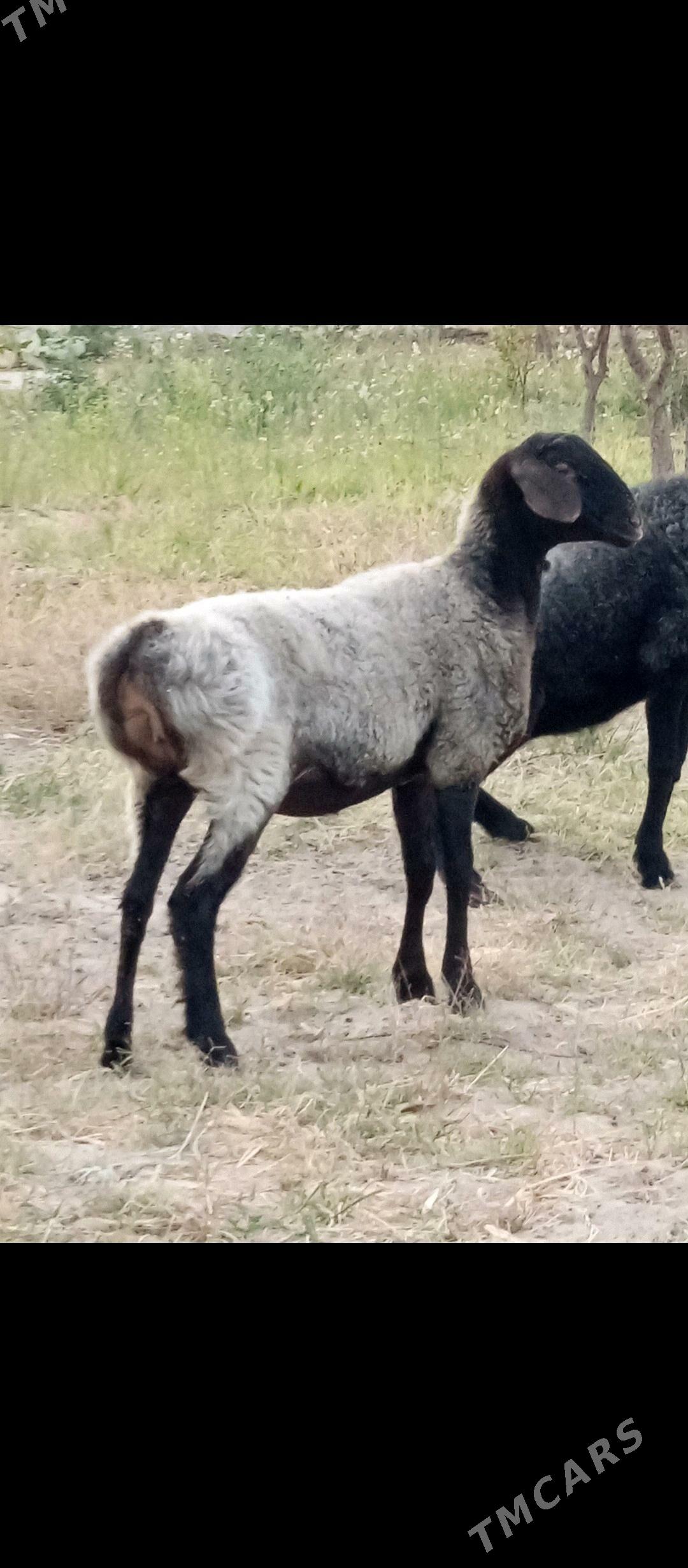 GYSAR TOKLY. - Aşgabat - img 3