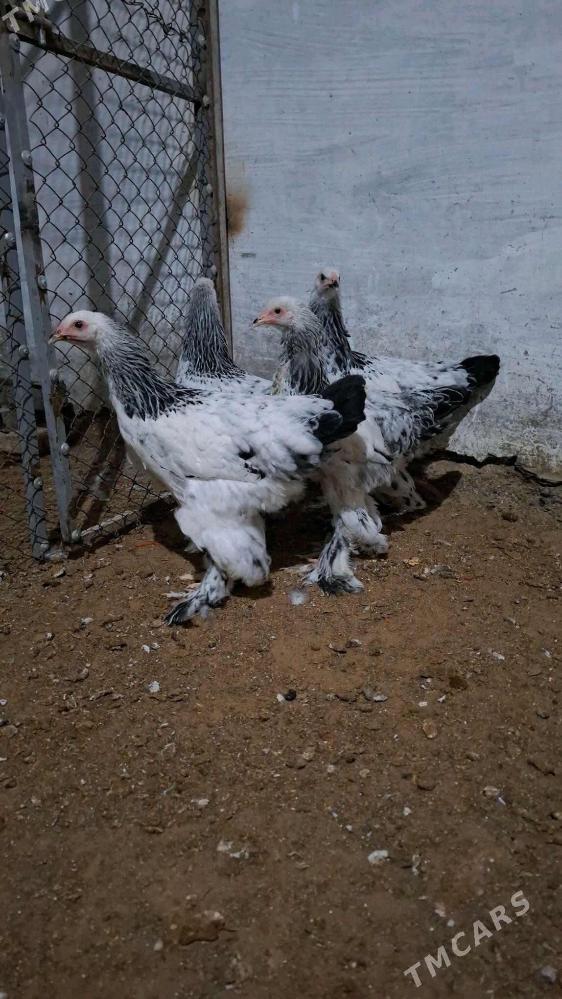 bram - Ак-Бугдайский этрап - img 2