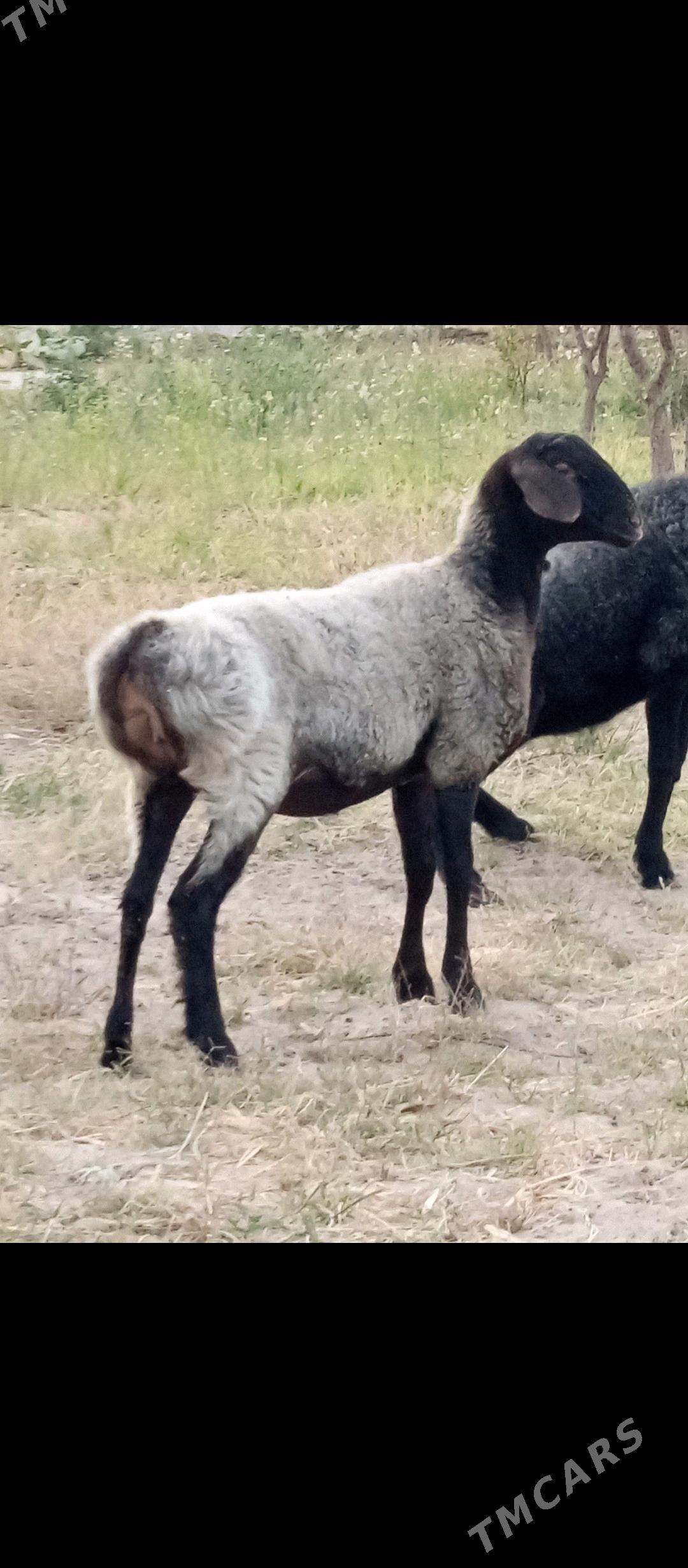 GYSAR TOKLY. - Aşgabat - img 5