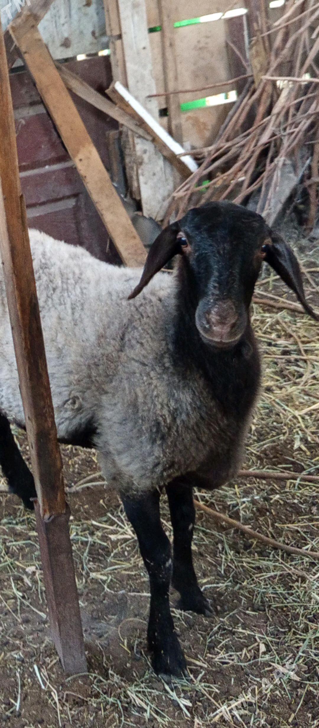 GYSAR TOKLY. - Aşgabat - img 4