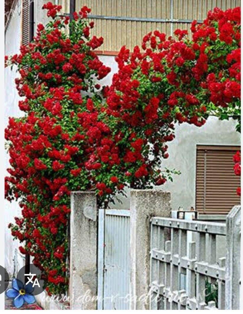 Cyrmasyan guller - Балканабат - img 3