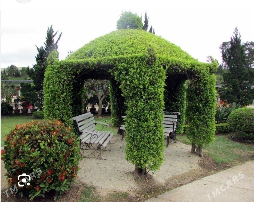 Cyrmasyan guller - Балканабат - img 5