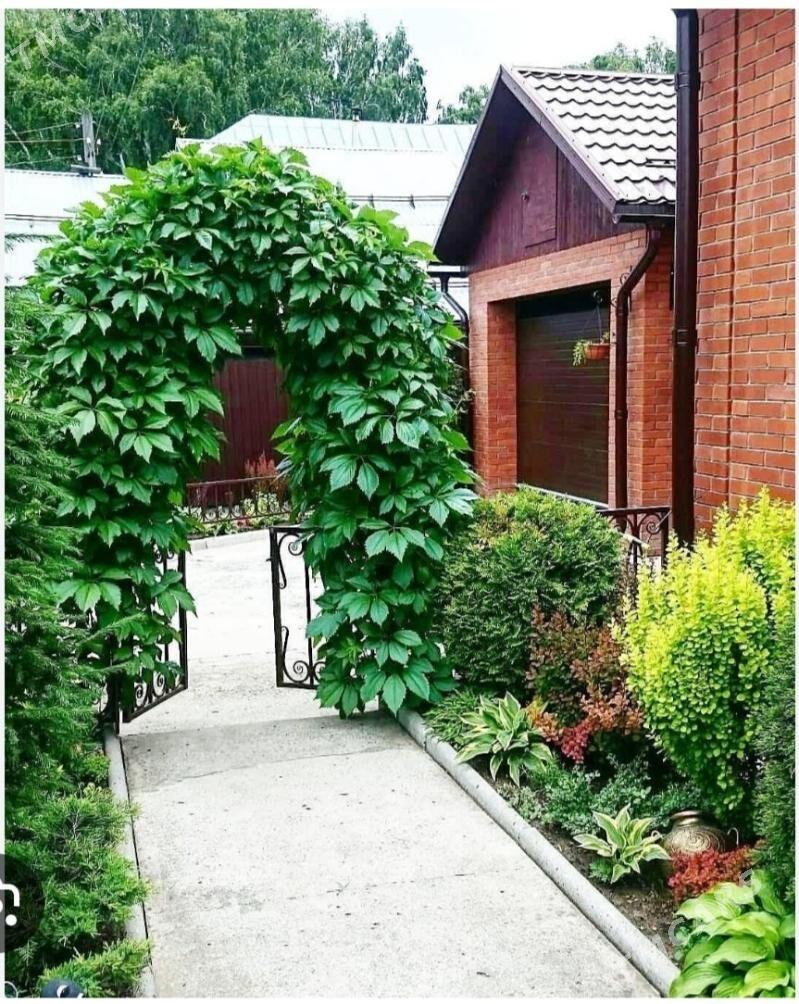 Cyrmasyan guller - Балканабат - img 8