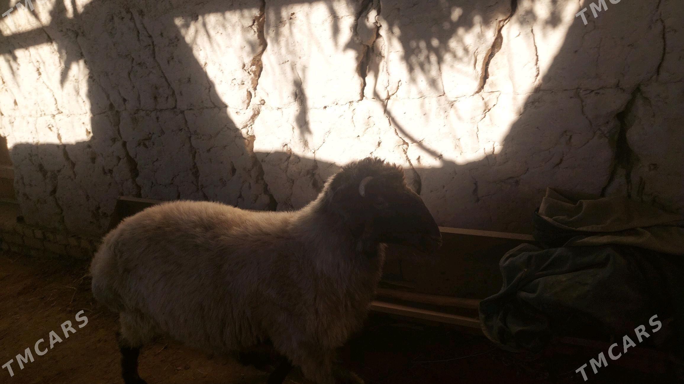 Goç - Гороглы (Тагта) - img 2