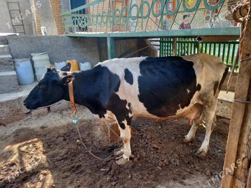 GALYSHTEYN - Туркменабат - img 1