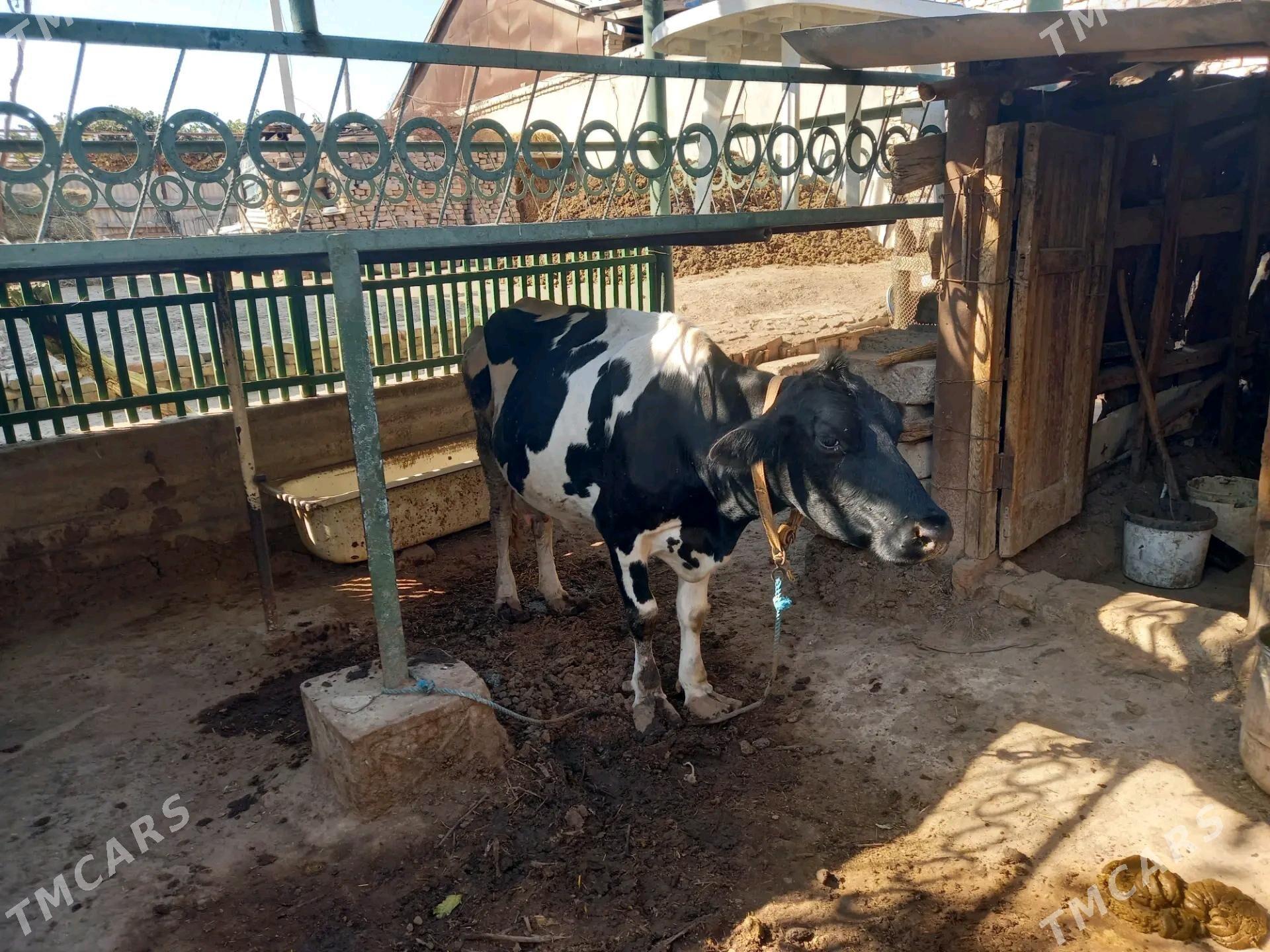 GALYSHTEYN - Туркменабат - img 2