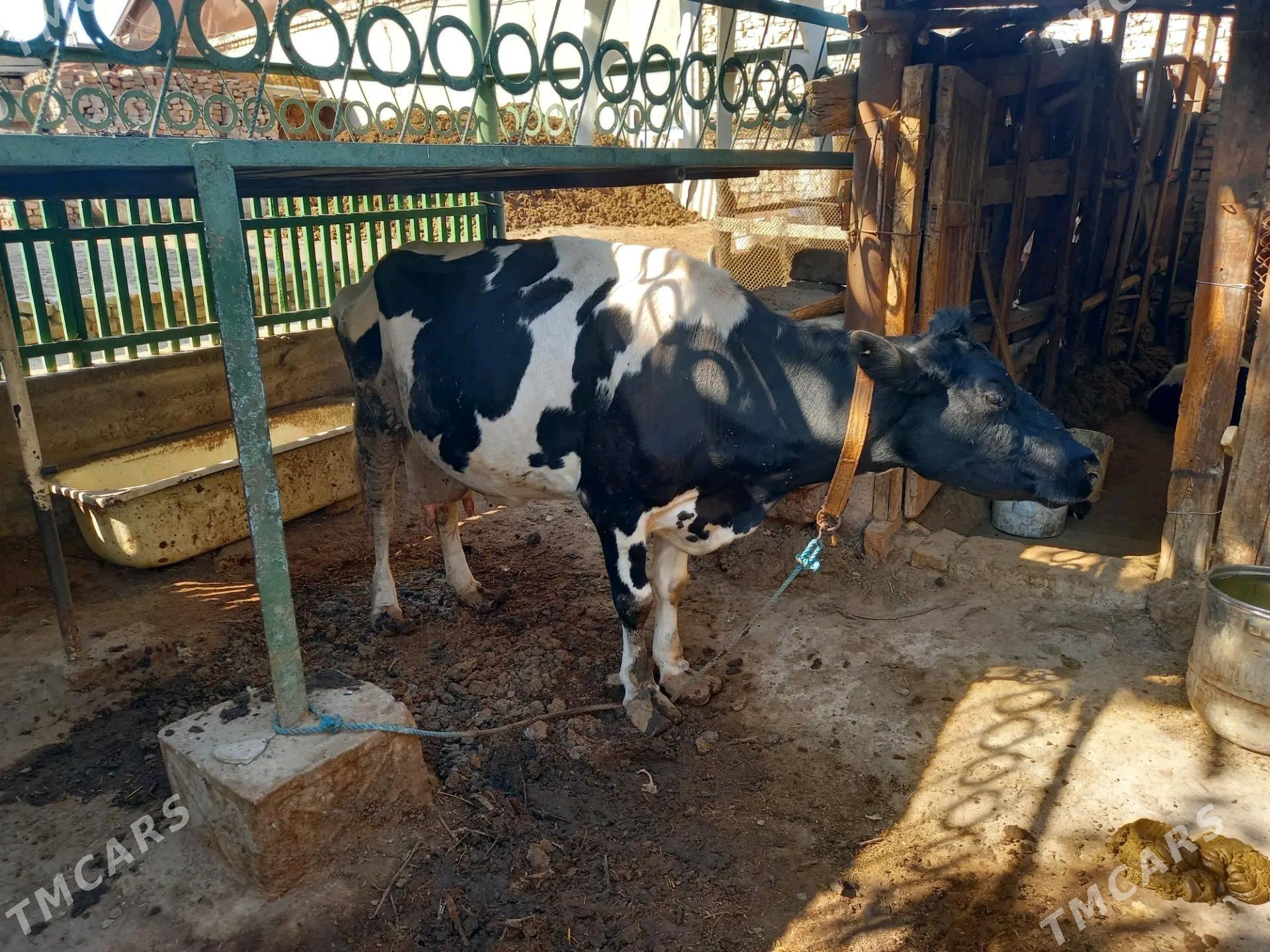 GALYSHTEYN - Туркменабат - img 3