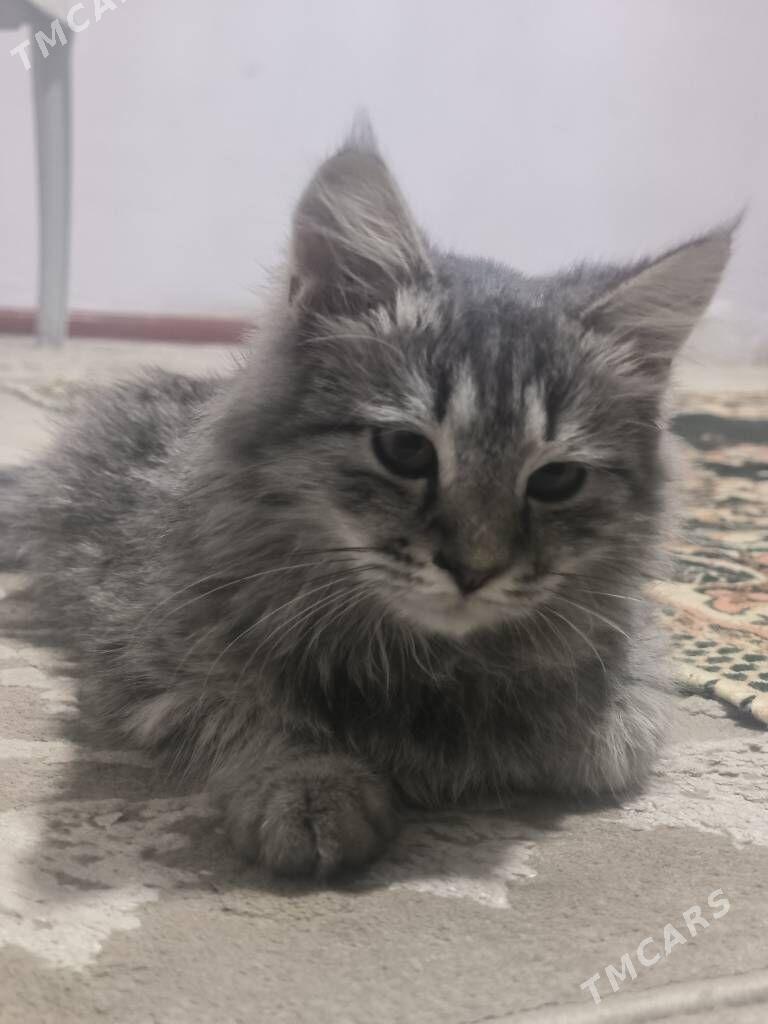 pishijik kotenok - Änew - img 2