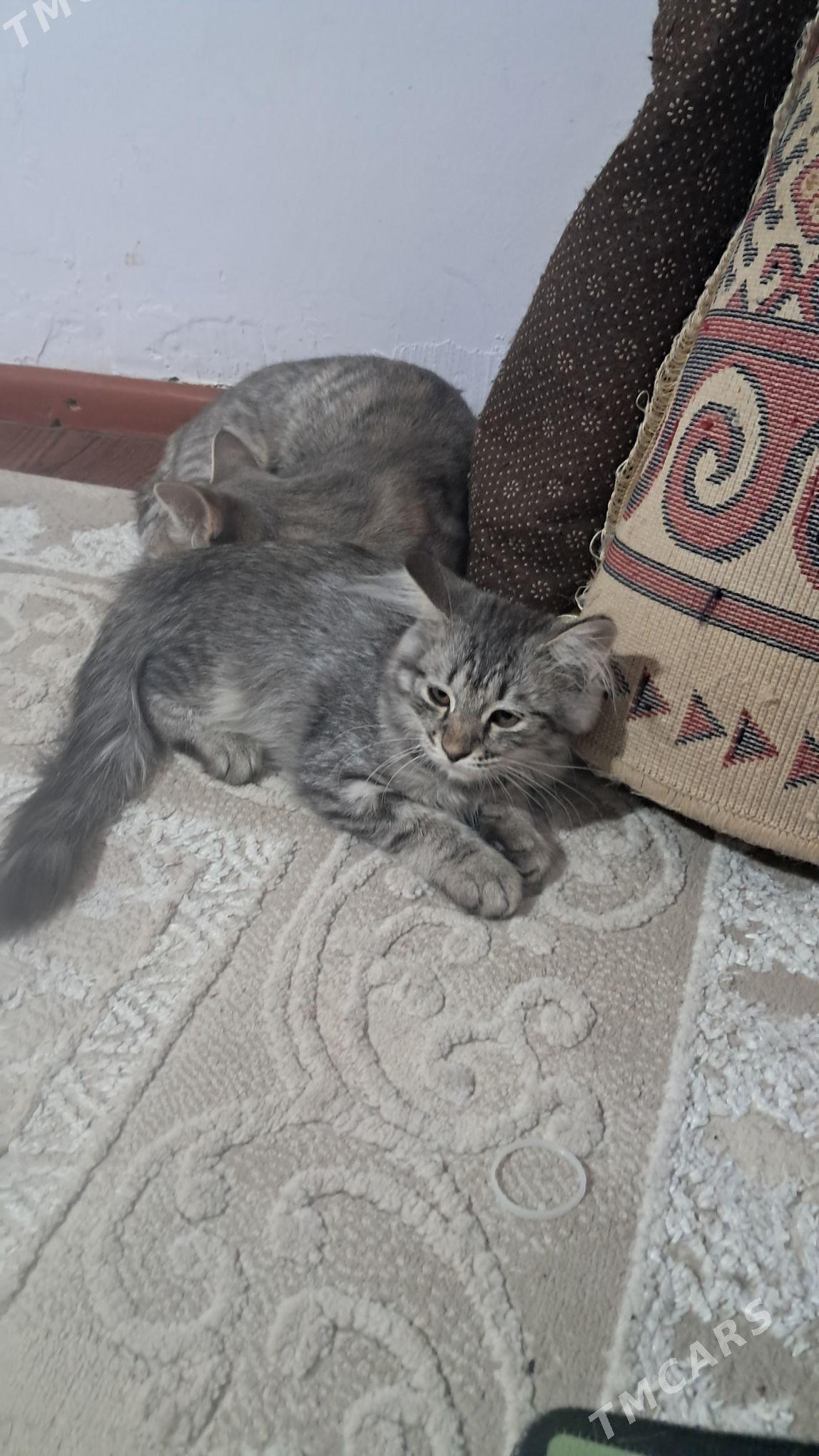 pishijik kotenok - Änew - img 6