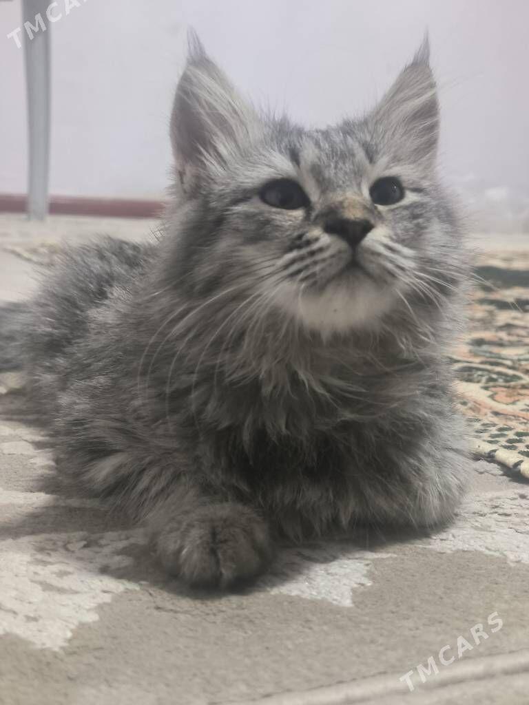 pishijik kotenok - Änew - img 7