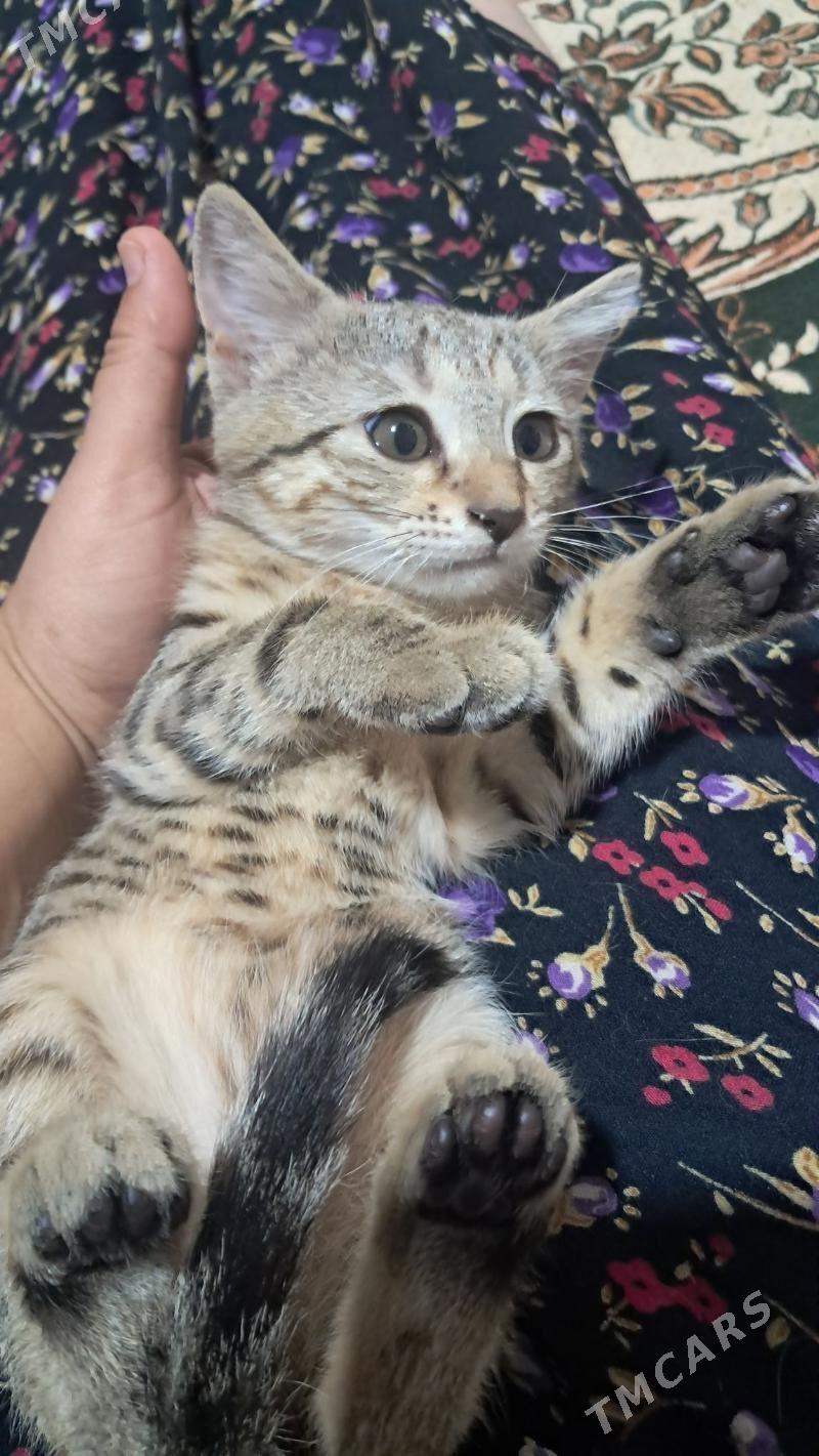 pishijik kotenok - Änew - img 3