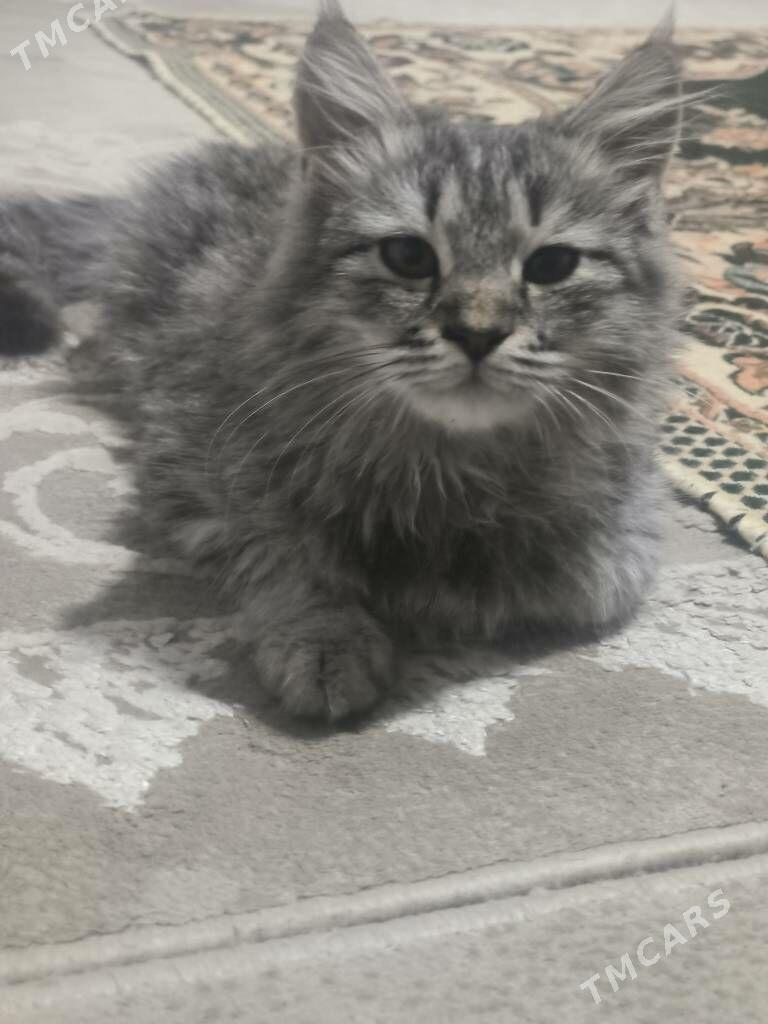 pishijik kotenok - Änew - img 5