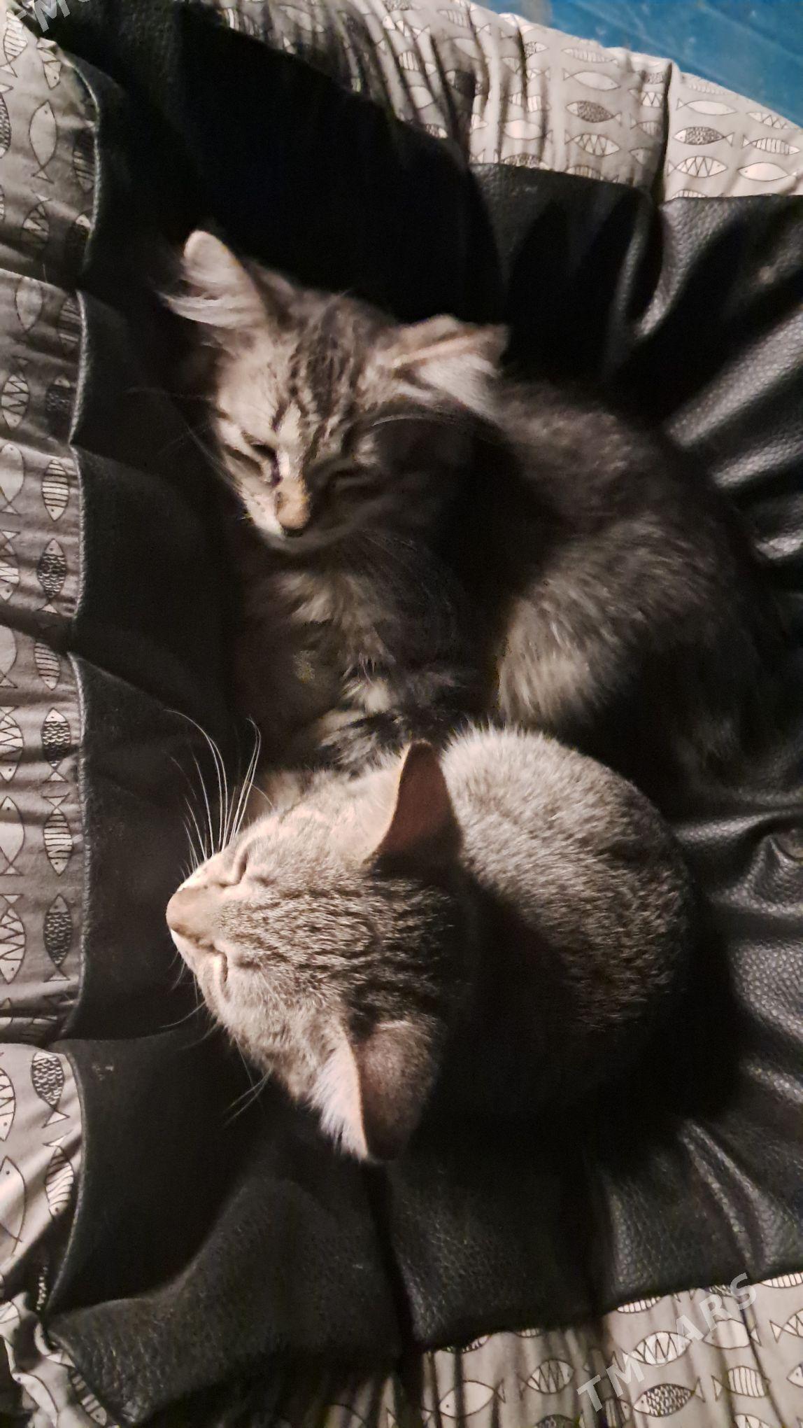 pishijik kotenok - Änew - img 4