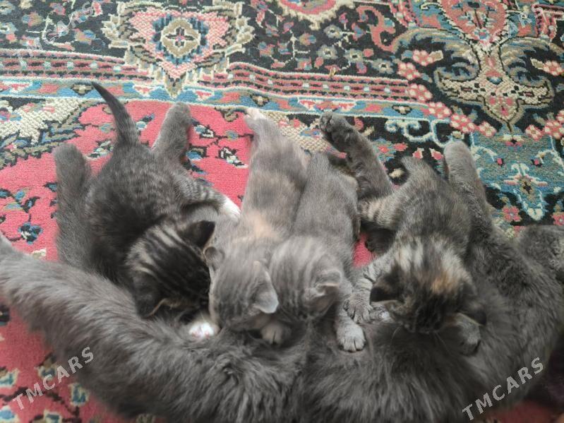 pishijekler kotenok - Анев - img 1