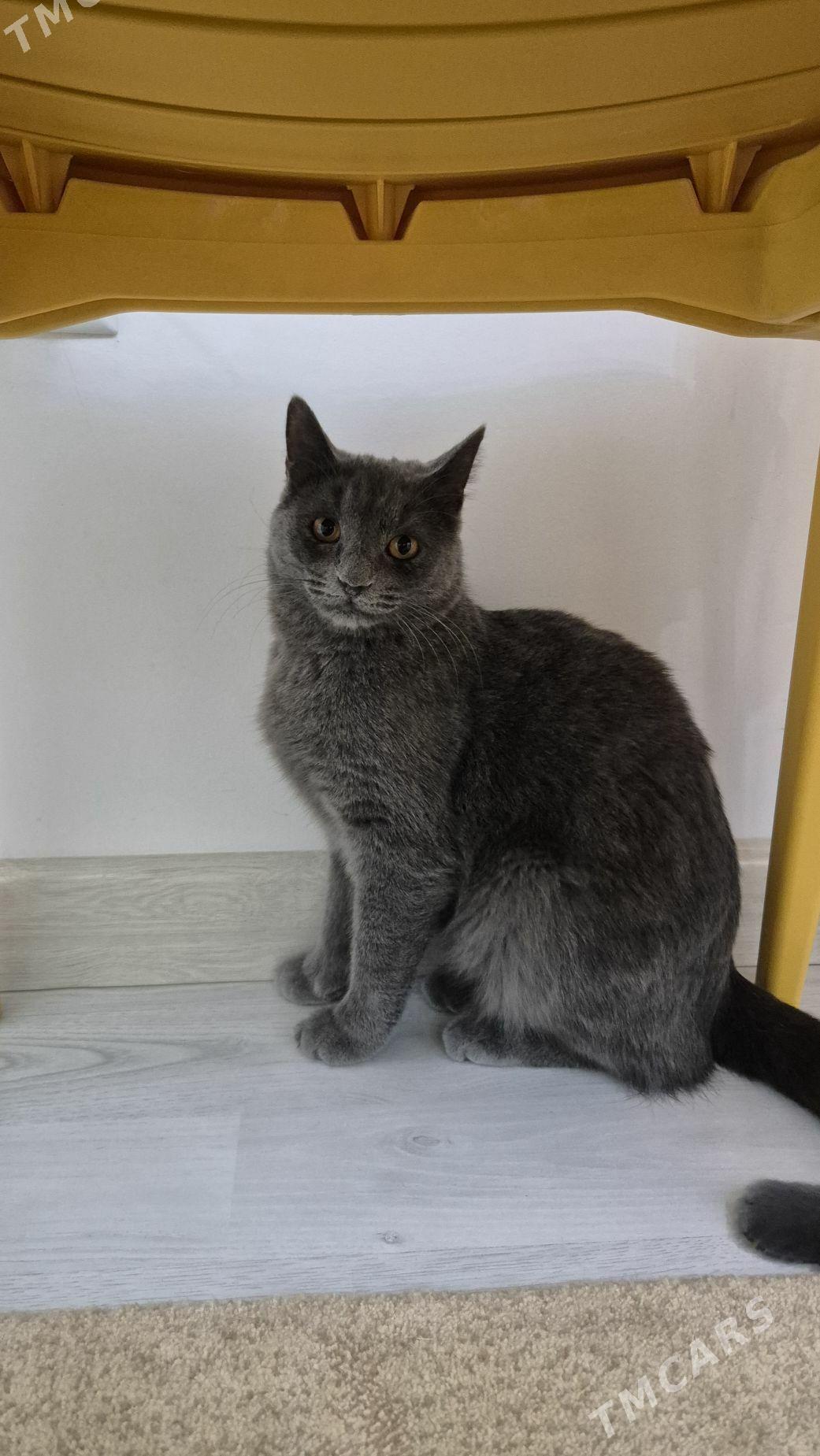 pishijekler kotenok - Анев - img 2